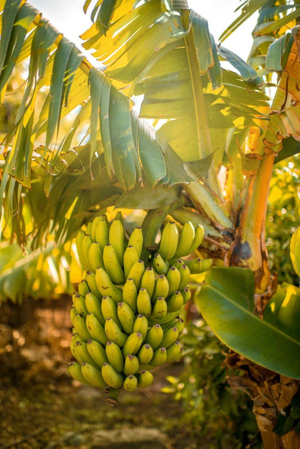 Comment intégrer des sacs banane dans un look moderne et chic?